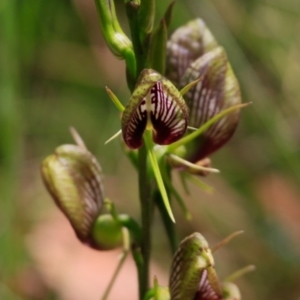 Cryptostylis erecta at South Pacific Heathland Reserve - 5 Dec 2017