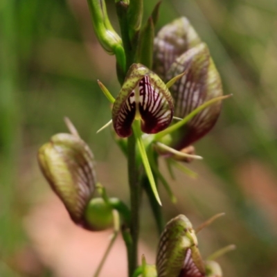 Cryptostylis erecta (Bonnet Orchid) at South Pacific Heathland Reserve - 4 Dec 2017 by Charles Dove