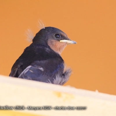 Hirundo neoxena (Welcome Swallow) at Undefined - 10 Dec 2017 by Charles Dove