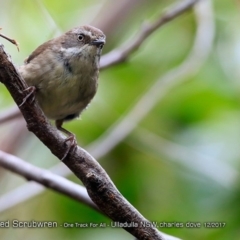 Sericornis frontalis (White-browed Scrubwren) at Ulladulla Reserves Bushcare - 3 Dec 2017 by Charles Dove