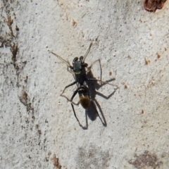 Myrmarachne luctuosa (Polyrachis Ant Mimic Spider) at Cook, ACT - 5 Mar 2018 by CathB