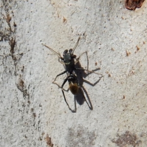 Myrmarachne luctuosa at Cook, ACT - 5 Mar 2018