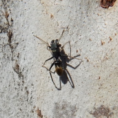 Myrmarachne luctuosa (Polyrachis Ant Mimic Spider) at Cook, ACT - 5 Mar 2018 by CathB