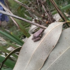 Litoria peronii (Peron's Tree Frog, Emerald Spotted Tree Frog) at Undefined - 8 Apr 2018 by robattwood