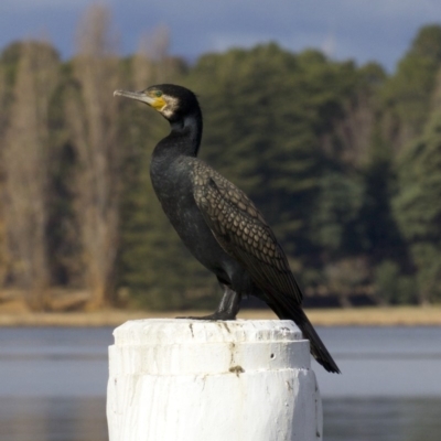 Phalacrocorax carbo (Great Cormorant) at Lake Burley Griffin West - 4 Jun 2018 by jbromilow50