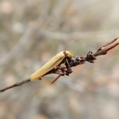 Oecophoridae (family) (Unidentified Oecophorid concealer moth) at Mount Painter - 23 Mar 2018 by CathB