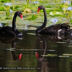 Cygnus atratus (Black Swan) at Burrill Lake, NSW - 3 Dec 2017 by CharlesDove