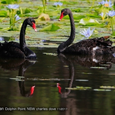 Cygnus atratus (Black Swan) at Wairo Beach and Dolphin Point - 3 Dec 2017 by CharlesDove