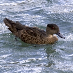 Anas castanea (Chestnut Teal) at Batemans Marine Park - 1 Jun 2018 by jbromilow50