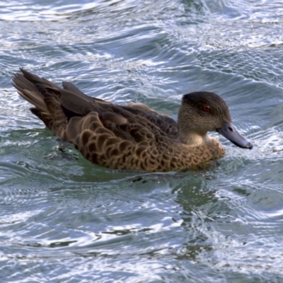 Anas castanea (Chestnut Teal) at Batemans Marine Park - 1 Jun 2018 by jb2602