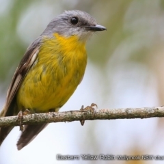 Eopsaltria australis (Eastern Yellow Robin) at Undefined - 4 Dec 2017 by Charles Dove