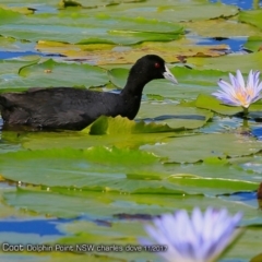 Fulica atra (Eurasian Coot) at Burrill Lake, NSW - 3 Dec 2017 by Charles Dove