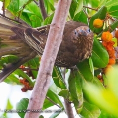 Sphecotheres vieilloti (Australasian Figbird) at Undefined - 1 Dec 2017 by Charles Dove