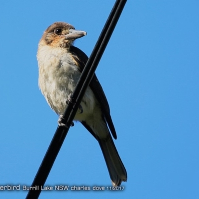 Cracticus torquatus (Grey Butcherbird) at Undefined - 3 Dec 2017 by Charles Dove