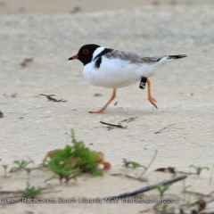 Charadrius rubricollis (Hooded Plover) at Undefined - 4 Dec 2017 by Charles Dove