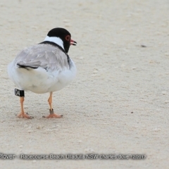 Charadrius rubricollis at suppressed - suppressed