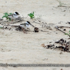 Charadrius rubricollis at suppressed - suppressed