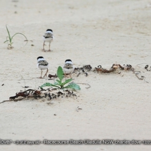 Charadrius rubricollis at suppressed - suppressed