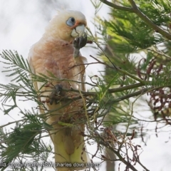 Cacatua sanguinea (Little Corella) at Wairo Beach and Dolphin Point - 6 Dec 2017 by CharlesDove