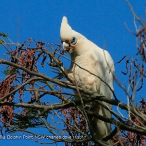 Cacatua sanguinea at Burrill Lake, NSW - 6 Dec 2017