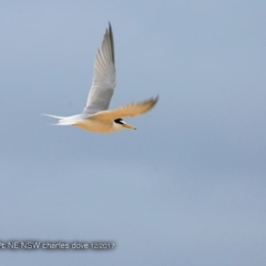 Sternula albifrons (Little Tern) at Lake Tabourie, NSW - 2 Dec 2017 by Charles Dove