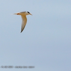 Sternula albifrons at Lake Tabourie, NSW - 3 Dec 2017