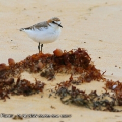 Anarhynchus ruficapillus (Red-capped Plover) at Wairo Beach and Dolphin Point - 3 Dec 2017 by CharlesDove