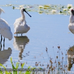 Platalea regia (Royal Spoonbill) at Wairo Beach and Dolphin Point - 3 Dec 2017 by Charles Dove
