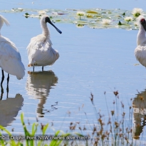 Platalea regia at Burrill Lake, NSW - 4 Dec 2017