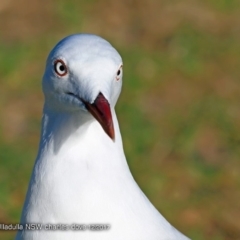 Chroicocephalus novaehollandiae at undefined - 2 Dec 2017 12:00 AM