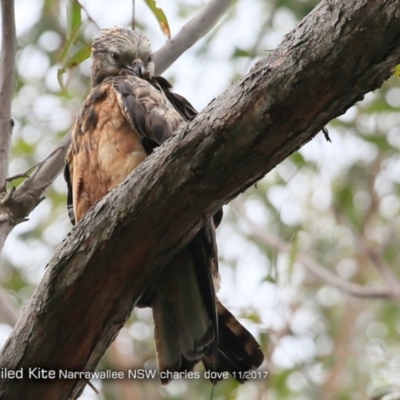 Lophoictinia isura (Square-tailed Kite) at Garrads Reserve Narrawallee - 4 Dec 2017 by CharlesDove