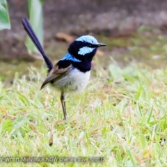 Malurus cyaneus (Superb Fairywren) at Undefined - 8 Dec 2017 by Charles Dove