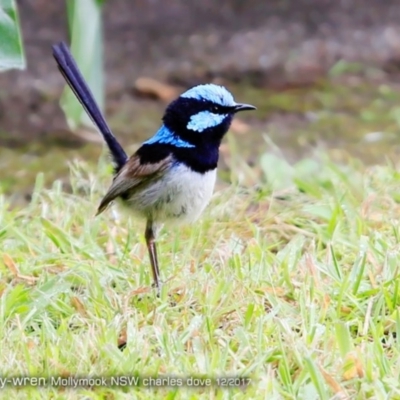 Malurus cyaneus (Superb Fairywren) at Undefined - 9 Dec 2017 by CharlesDove