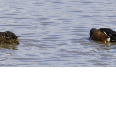 Spatula rhynchotis (Australasian Shoveler) at Jerrabomberra Wetlands - 31 May 2018 by jbromilow50