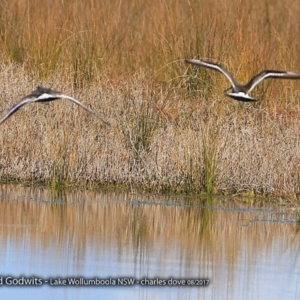 Limosa limosa at Jervis Bay National Park - 30 Aug 2017 12:00 AM