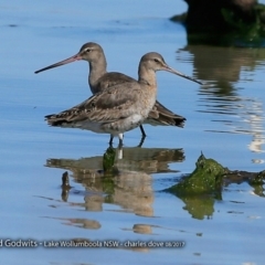 Limosa limosa at Jervis Bay National Park - 30 Aug 2017