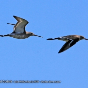 Limosa limosa at Jervis Bay National Park - 30 Aug 2017