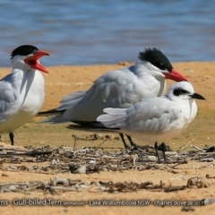 Hydroprogne caspia (Caspian Tern) at Jervis Bay National Park - 30 Aug 2017 by Charles Dove
