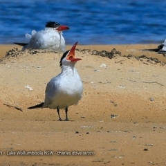 Hydroprogne caspia at Jervis Bay National Park - 30 Aug 2017 12:00 AM