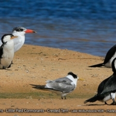 Hydroprogne caspia at Jervis Bay National Park - 30 Aug 2017 12:00 AM