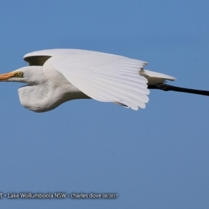 Ardea alba at Jervis Bay National Park - 30 Aug 2017 12:00 AM