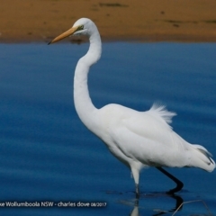 Ardea alba at Jervis Bay National Park - 30 Aug 2017 12:00 AM