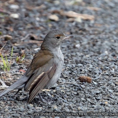 Colluricincla harmonica (Grey Shrikethrush) at Undefined - 27 Aug 2017 by Charles Dove