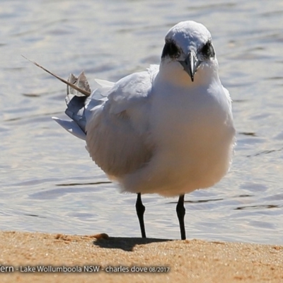 Gelochelidon macrotarsa (Australian Tern) at Jervis Bay National Park - 30 Aug 2017 by CharlesDove