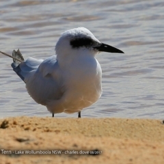 Gelochelidon macrotarsa at Jervis Bay National Park - 30 Aug 2017 12:00 AM