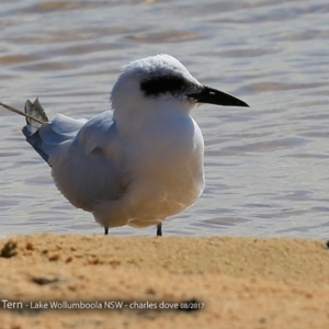 Gelochelidon macrotarsa at Jervis Bay National Park - 30 Aug 2017