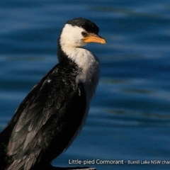 Microcarbo melanoleucos (Little Pied Cormorant) at Burrill Lake, NSW - 27 Aug 2017 by Charles Dove