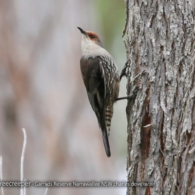 Climacteris erythrops (Red-browed Treecreeper) at Garrad Reserve Walking Track - 28 Aug 2017 by CharlesDove