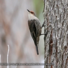 Climacteris erythrops (Red-browed Treecreeper) at Garrads Reserve Narrawallee - 27 Aug 2017 by Charles Dove