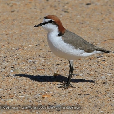 Anarhynchus ruficapillus (Red-capped Plover) at Jervis Bay National Park - 30 Aug 2017 by CharlesDove